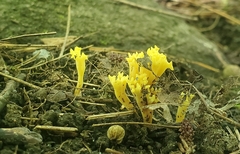 Clavulinopsis corniculata