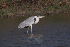 Ardea cocoi