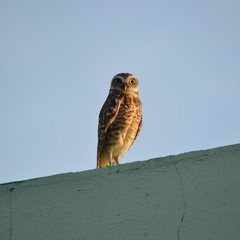 Athene cunicularia