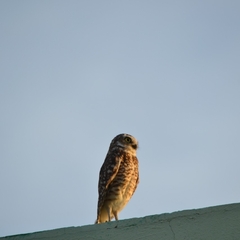 Athene cunicularia