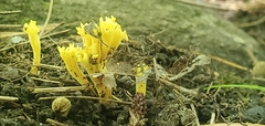 Clavulinopsis corniculata