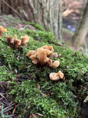 Spathulariopsis velutipes