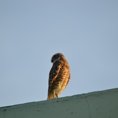 Athene cunicularia