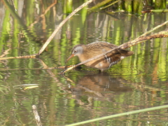 Rallidae