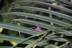 Heteropoda venatoria