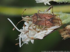 Harmostes fraterculus