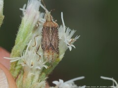 Harmostes fraterculus