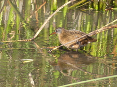 Rallidae