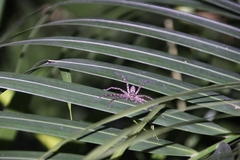 Heteropoda venatoria