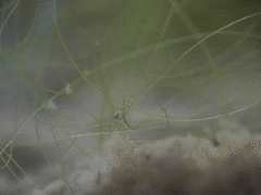 Ostracoda