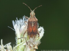 Harmostes fraterculus