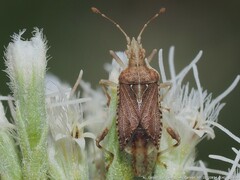 Harmostes fraterculus