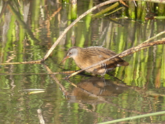 Rallidae