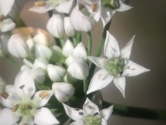 Allium tuberosum