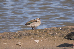 Callonetta leucophrys