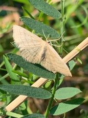 Scopula inductata
