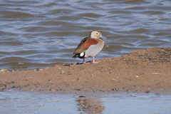 Callonetta leucophrys