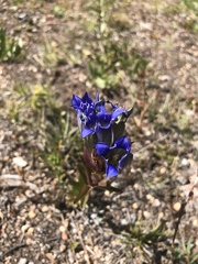 Gentiana parryi