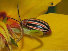 Disonycha bicarinata