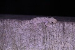 Gekko chinensis