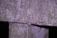 Gekko chinensis