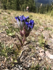 Gentiana parryi