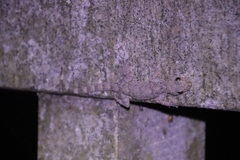 Gekko chinensis