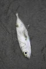Selar crumenophthalmus