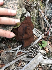 Gyromitra