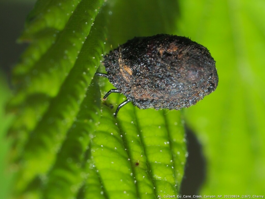 Case-bearing Leaf Beetles from Cane Creek Canyon, Colbert County, AL ...