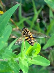 Helophilus fasciatus