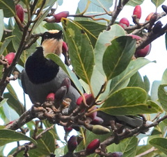 Chlamydochaera jefferyi