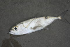 Selar crumenophthalmus
