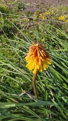 Kniphofia uvaria