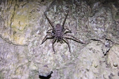 Heteropoda venatoria