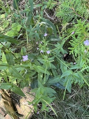 Epilobium parviflorum