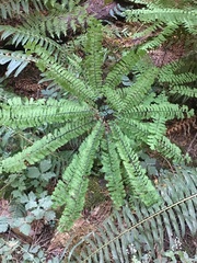 Adiantum aleuticum