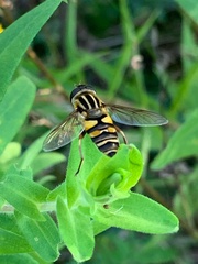 Helophilus fasciatus