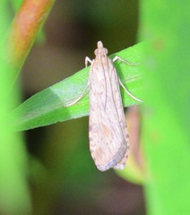 Nomophila