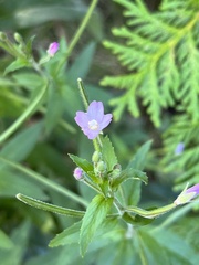 Epilobium parviflorum
