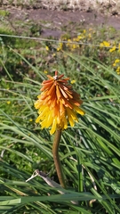 Kniphofia uvaria