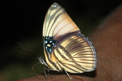 Adelpha melanthe