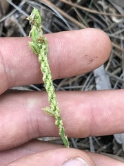 Malaxis macrostachya