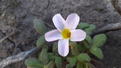 Oxalis algoensis