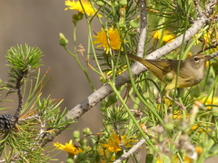 Geothlypis tolmiei