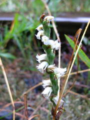 Spiranthes casei casei