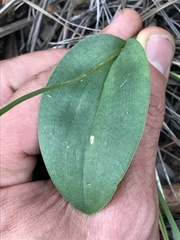 Malaxis macrostachya