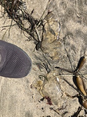 Chrysaora fuscescens