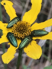 Acmaeodera resplendens