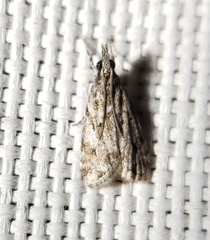 Eudonia heterosalis